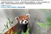 两只小熊猫刚到台湾就火了！有人抢着取名，有人却谈“前提”