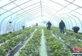 闽北草莓产业铺就乡村增收路,闽北草莓产业铺就乡村增收路