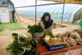 （走进中国乡村）天津西青第六埠村冬菜种植购销两旺