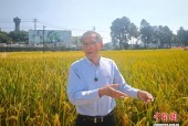 中国杂交水稻推进海外制种本土化 护航全球粮食安全
