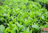 广东英德红茶今年力争突破百亿元产值大关